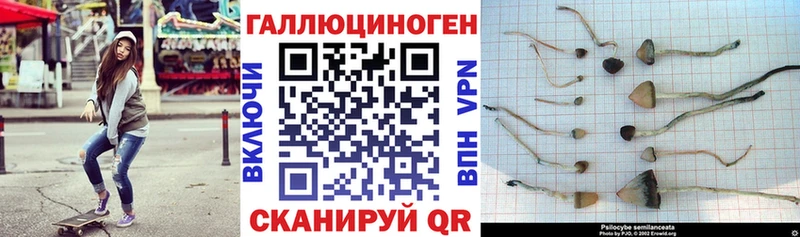 дарк нет состав Новозыбков Псилоцибиновые грибы GOLDEN TEACHER